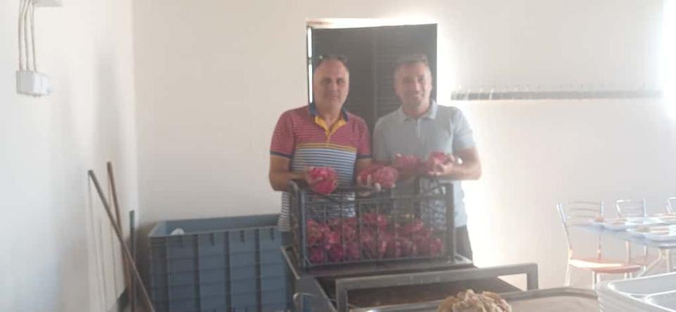 Muhtar Orhan Akrancı’dan çocuklara ejder meyvesi ikramı