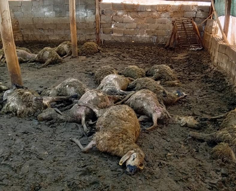 Ağıla giren kurt 30 koyunu telef etti