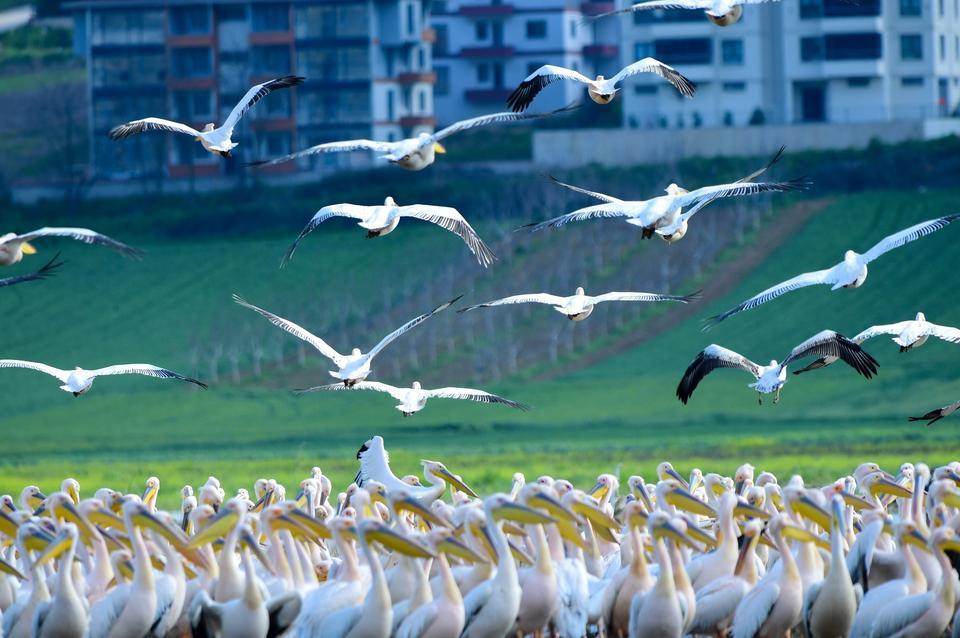 GÖÇ YOLUNDAKİ PELİKAN SÜRÜSÜNÜN BURSA MOLASI