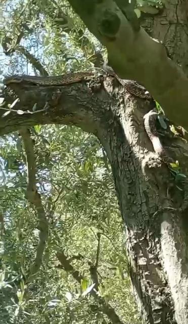 Zeytin ağacındaki 2,5 metrelik yılanı görenler gözlerine inanamadı