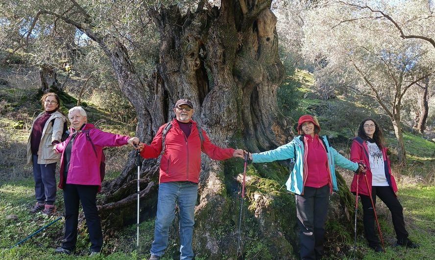 Aydınlı doğaseverlerden asırlık zeytin ağaçlarına koruma çağrısı