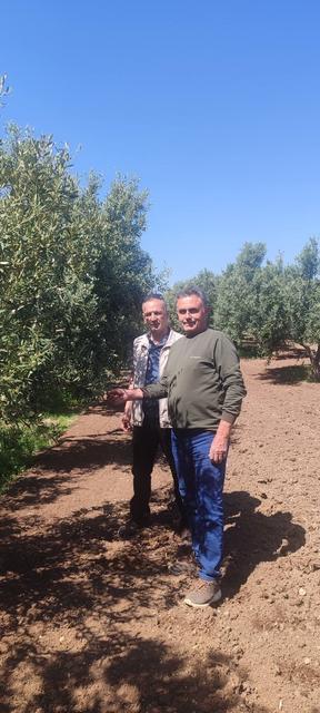 Didim’de zeytin üreticilerine zararlı uyarısı