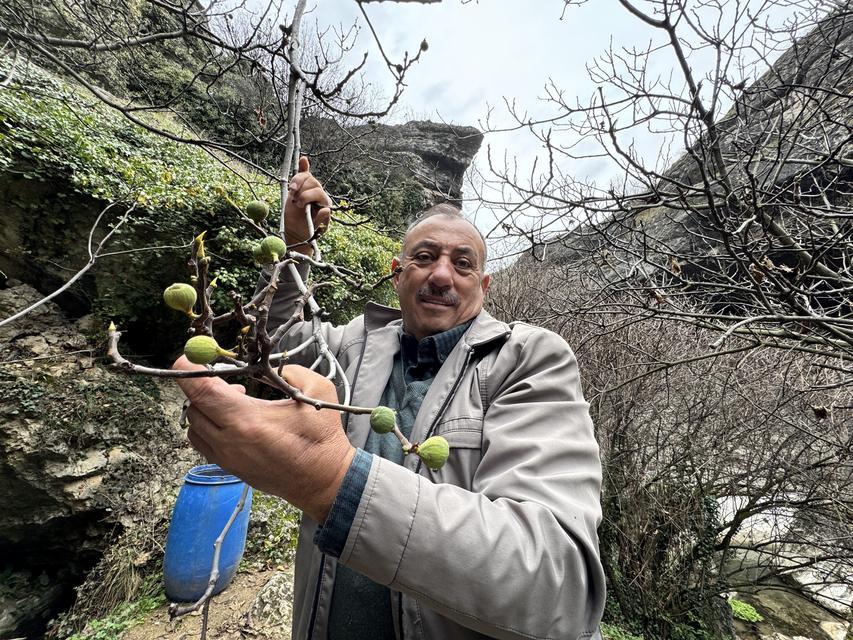 İncir ağacı Aralık ayında yeniden meyve verdi