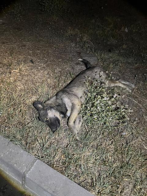 Çine'de kazaya neden olan köpek telef oldu