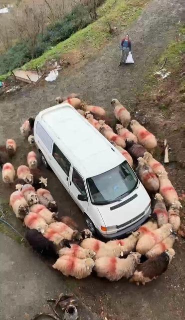 TRABZON'DA İLGİNÇ GÖRÜNTÜLER KOYUN SÜRÜSÜ PARK HALİNDEKİ ARACIN ETRAFINDA HALKA OLUŞTURUP DÖNDÜ