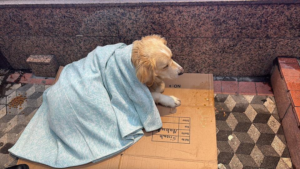 ÜŞÜYEN KÖPEĞE YENİ ALDIĞI YORGANI ÖRTEN ESNAF YÜREKLERİ ISITTI