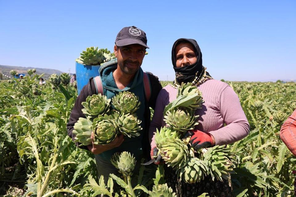 "Yeşil elmas" Aydın'da üretiliyor, yurdun dört bir yanına gönderiliyor