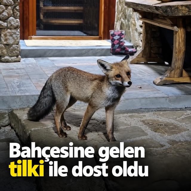 Bahçesine gelen tilki ile dost oldu