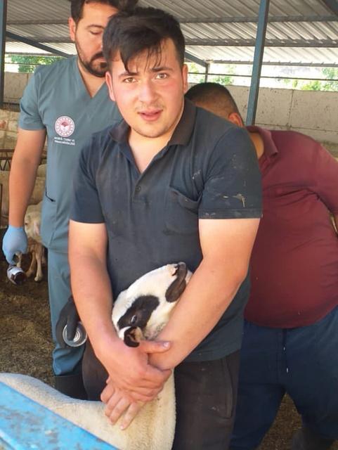 KÖŞK'TE HAYVAN AŞI ÇALIŞMALARINA BAŞLANDI