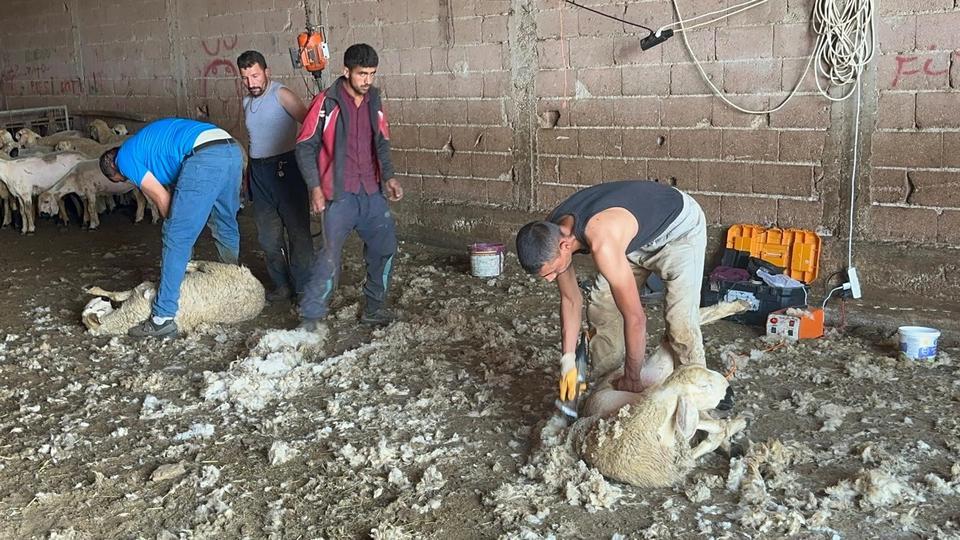 KIRKIMCILARIN YAZ SEZONUNDA GELİRLERİ GENEL MÜDÜR MAAŞINI ARATMIYOR KIRKIMCILAR SEZONUNDA AYLIK 250 BİN LİRA KAZANABİLİYOR
