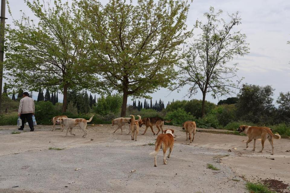 Aydın'da sokak köpeği sorunu devam ediyor