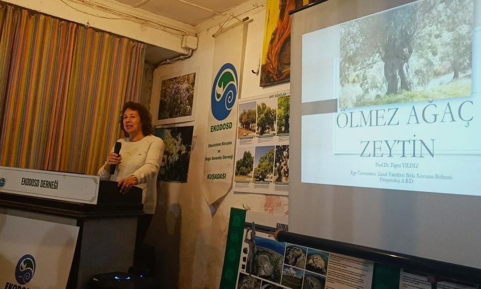 AYDIN'DA ÖLMEZ AĞAÇ KONUŞULDU AYDIN'DA ZEYTİNİN TARİHİ VE GELECEĞİ MASAYA YATIRILDI