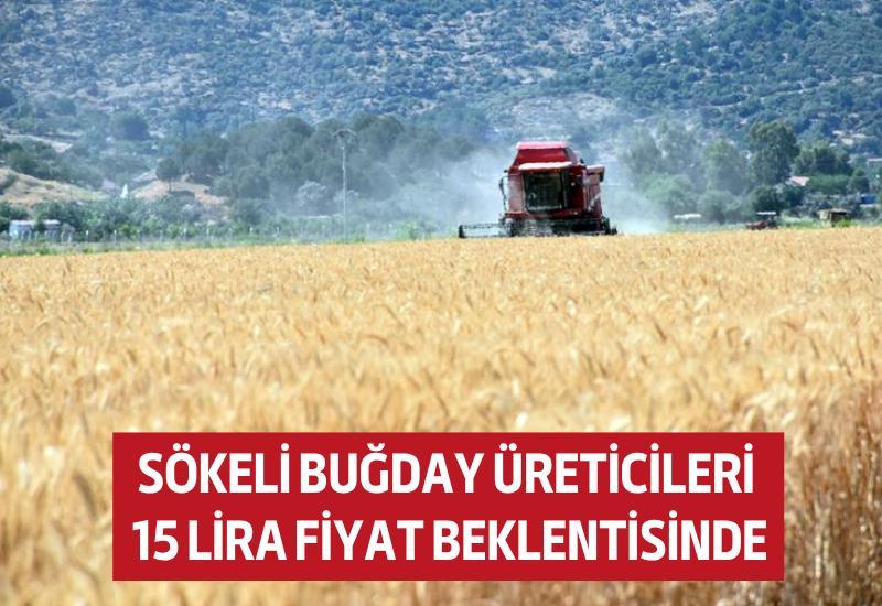 Sökeli buğday üreticileri 15 lira fiyat beklentisinde