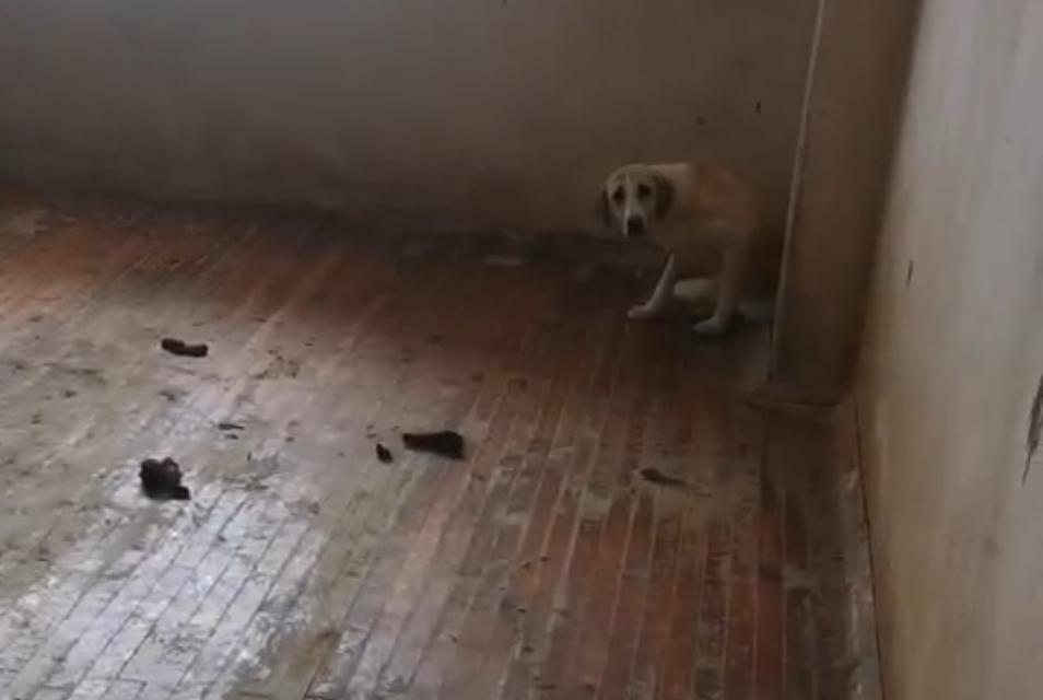 TURGUTLU'DA EVİNDE 12 KÖPEKLE YAŞAYAN KADIN GÖZALTINA ALINDI