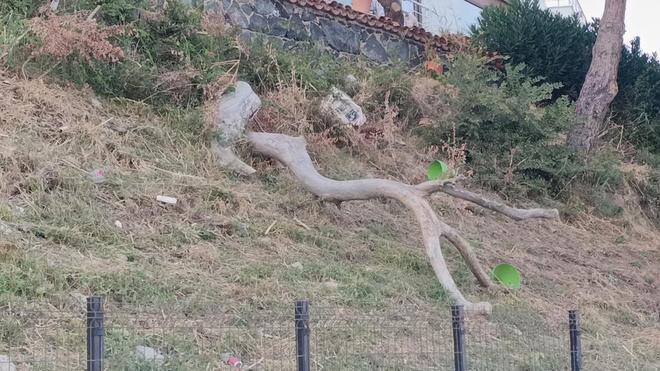 Poyraz ağaçları devirdi