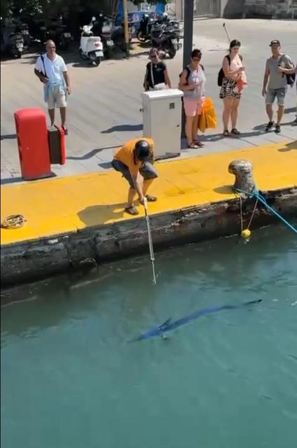 Nesli tehlike altında olan balığı zıpkınla vurdular