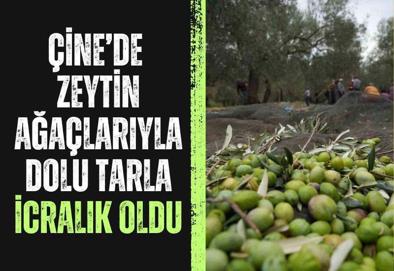 Çine’de zeytin ağaçlarıyla dolu tarla icralık oldu