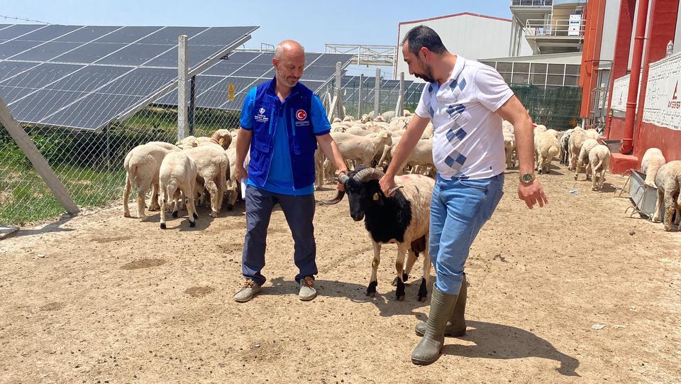 Cumhurbaşkanı Erdoğan'ın TDV'ye vekalet verdiği kurban Konya'da kesildi