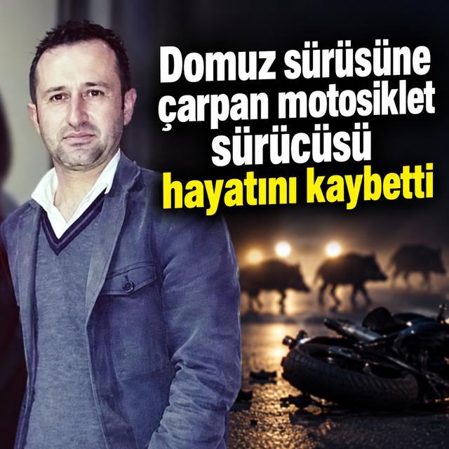 Domuz sürüsüne çarpan motosiklet sürücüsü hayatını kaybetti