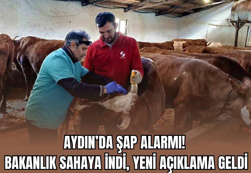 Aydın’da şap alarmı! Bakanlık sahaya indi, yeni açıklama geldi