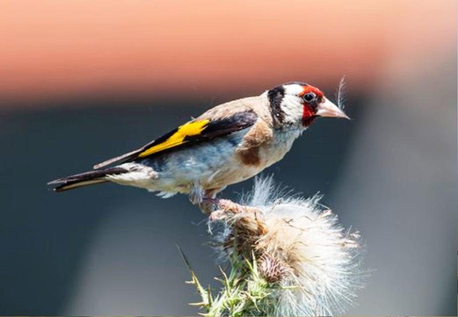 SAVCININ OBJEKTİFİNDEN YABAN HAYATI SAVCININ ÇEKTİĞİ HAYVANLAR ALEMİ VİDEOLARI BELGESELLERİ ARATMIYOR