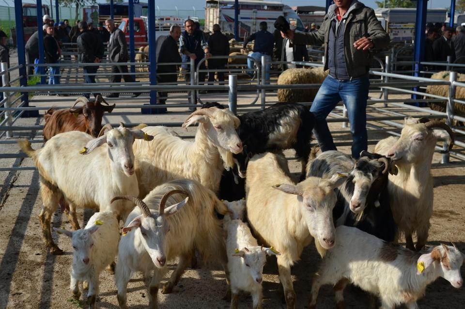 Şap alarmı: 15 mahalle karantinaya alındı
