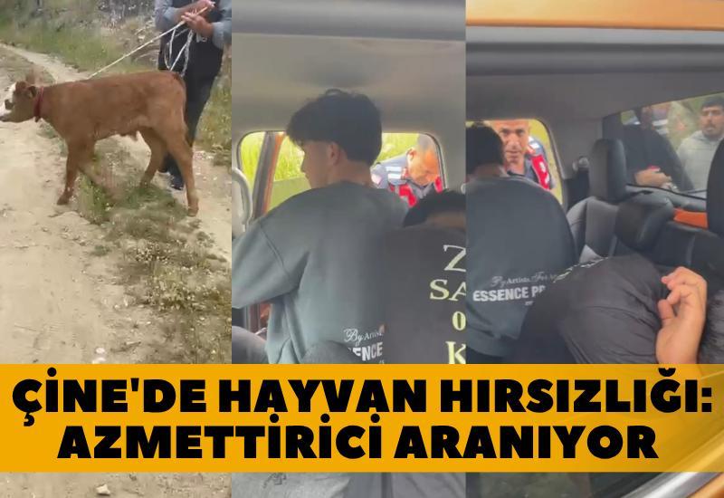 Çine'de hayvan hırsızlığı: Azmettirici aranıyor