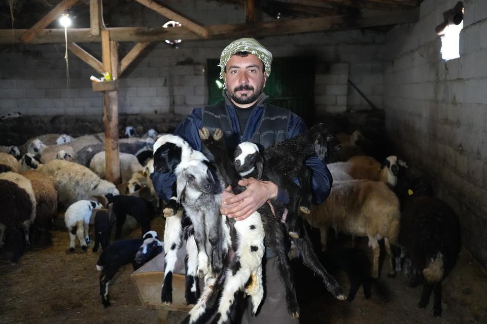 Yeni doğan kuzular tatlı telaşa neden oldu