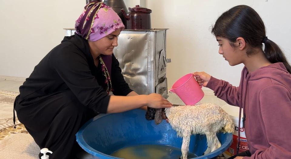 ANNESİZ KALAN KUZU AİLENİN 'UMUT'U OLDU ANNESİZ KUZUYU EV ORTAMINDA BEBEK ŞAMPUANIYLA YIKAYIP BİBERONLA BESLİYORLAR