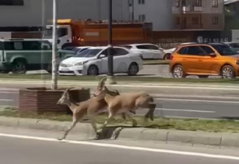Dağ keçileri şehre indi