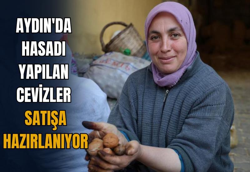 Aydın'da hasadı yapılan cevizler satışa hazırlanıyor