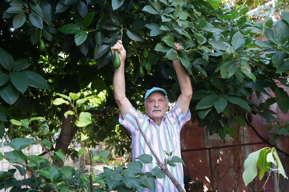 DÜNYA MEYVELERİ BU BAHÇEDE 50 ÜLKEDEN 200 ÇEŞİT MEYVE İLE KURDUĞU TROPİKAL BAHÇEDE PİYASADA OLMAYAN ÜRÜNLER MEVCUT