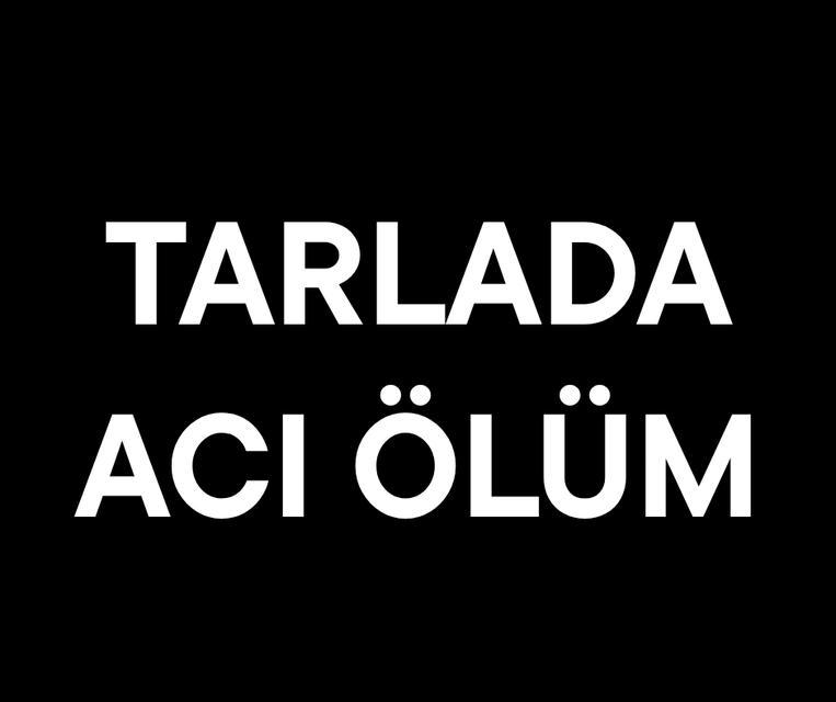 Tarlada acı ölüm