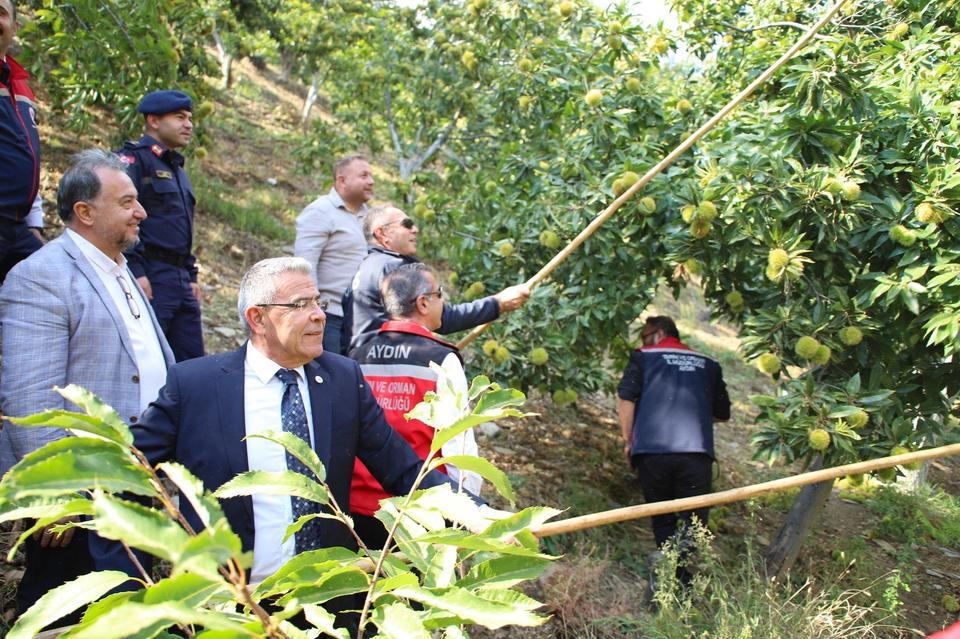 Aydın’da kestane bereketine protokol üyeleri de ortak oldu