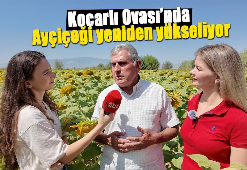 Koçarlı Ovası’nda Ayçiçeği yeniden yükseliyor