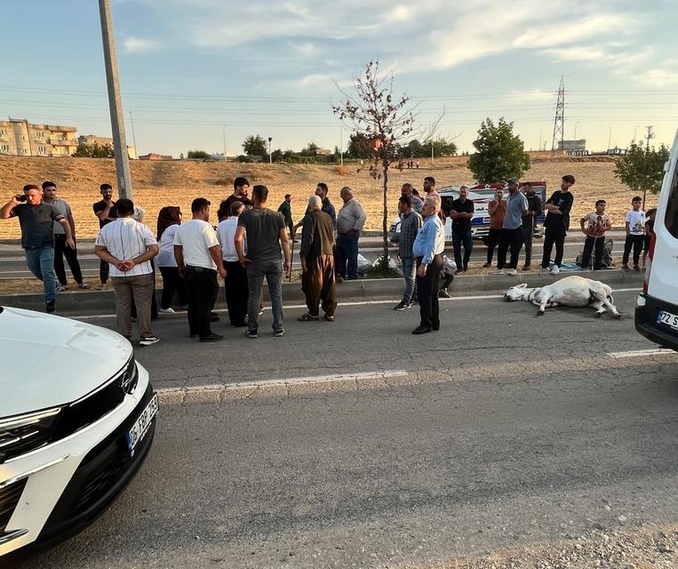 Hafif ticari araç eşeğe çarptı
