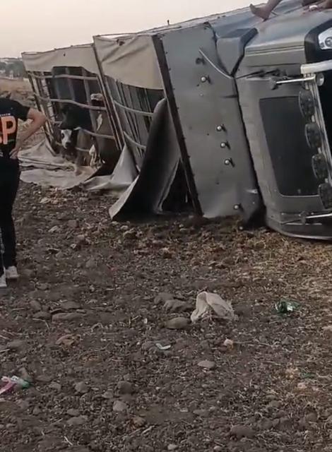 Büyükbaş hayvan yüklü tır devrildi