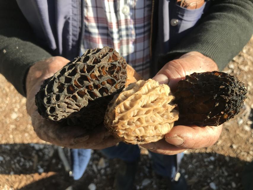 ANTALYA'DA 'KUZUGÖBEĞİ MANTARI' SEZONU BAŞLADI AKSEKİ İLÇESİNDE, SEDİR VE LADİN GİBİ AĞAÇLARIN DİBİNDE TOPLANAN KUZUGÖBEĞİ MANTARI, KİLOGRAMI BİN 250 LİRADAN SATILIYOR