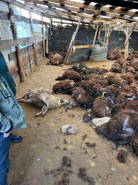 KARS'TA KURT DEHŞETİ: AÇ KURTLAR 130 KOYUNU TELEF ETTİ