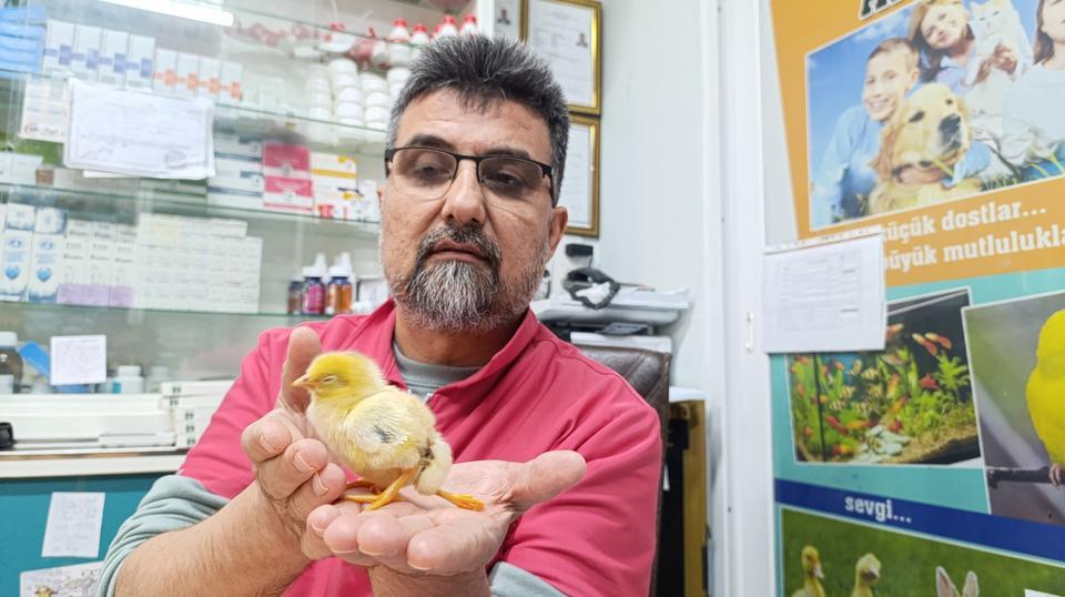 ÜÇ AYAKLI CİVCİV GÖRENLERİ HAYRETE DÜŞÜRDÜ