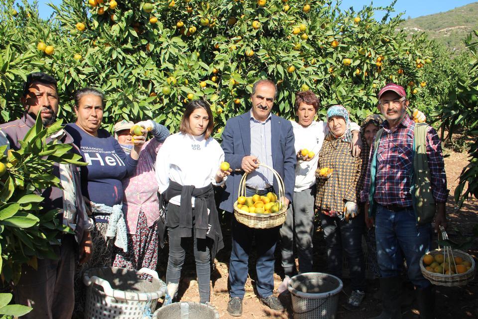 Satsuma mandalinada ihracat mesaisi başlıyor