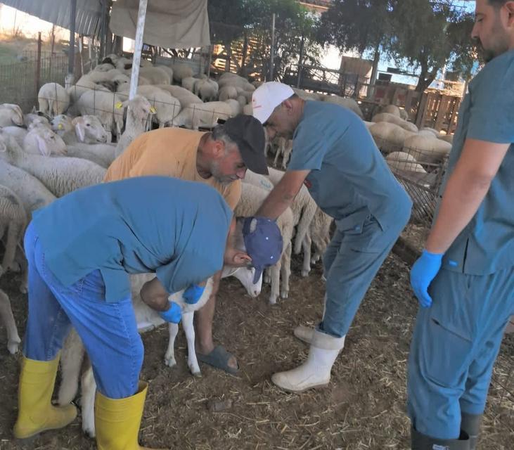 Köşk’te küçükbaş hayvanlar tek tek kayıt altına alınıyor