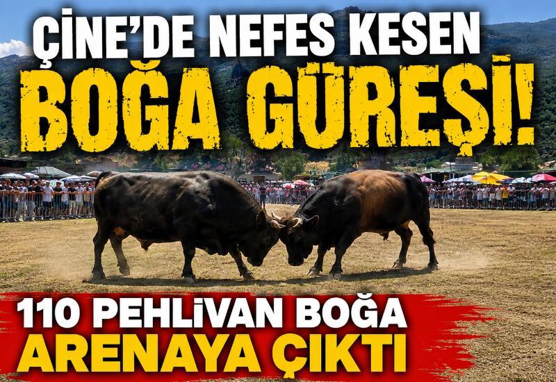 Çine'de nefes kesen boğa güreşi! 110 pehlivan boğa arenaya çıktı