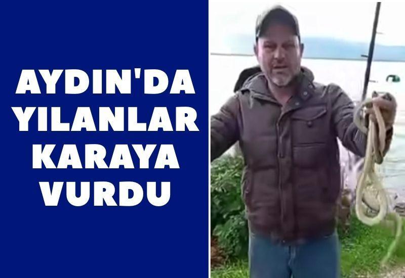 Aydın'da yılanlar karaya sürüklendi