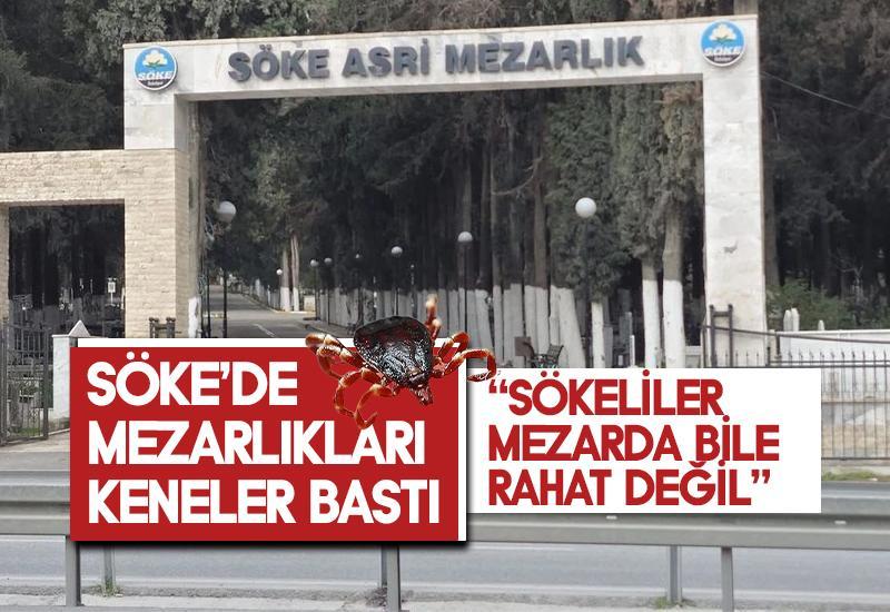 Söke'de mezarlıkları kene bastı