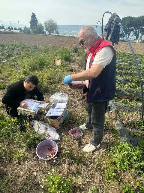 Aydın’da hasat öncesi pestisit kontrolü