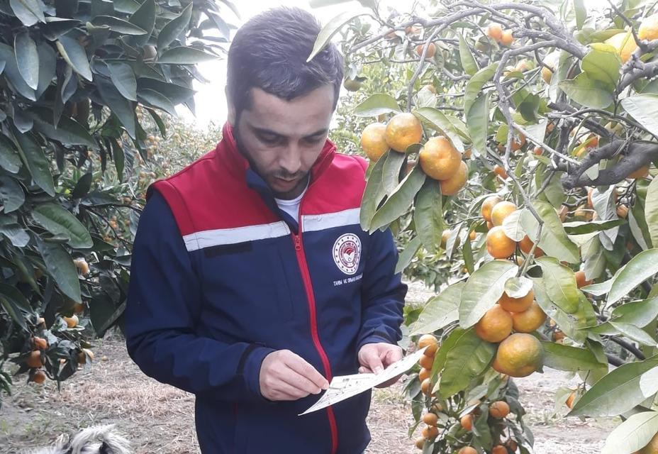 SÖKE'DE NARENCİYE BAHÇELERİ KONTROL EDİLDİ