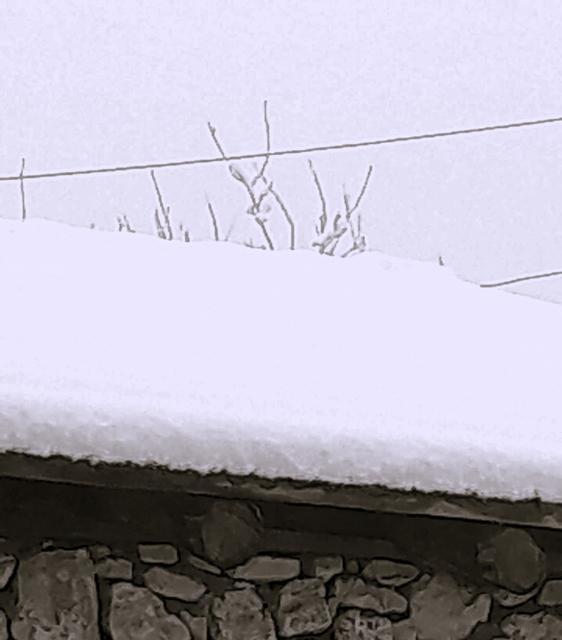 ÇAMELİ'NDE KAR KALINLIĞI 20 SANTİME YAKLAŞTI