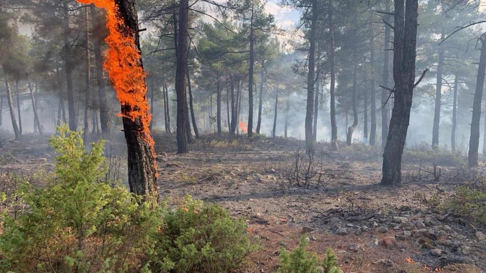 Yıldırım, orman yangınına neden oldu: 8 dekar alan zarar gördü