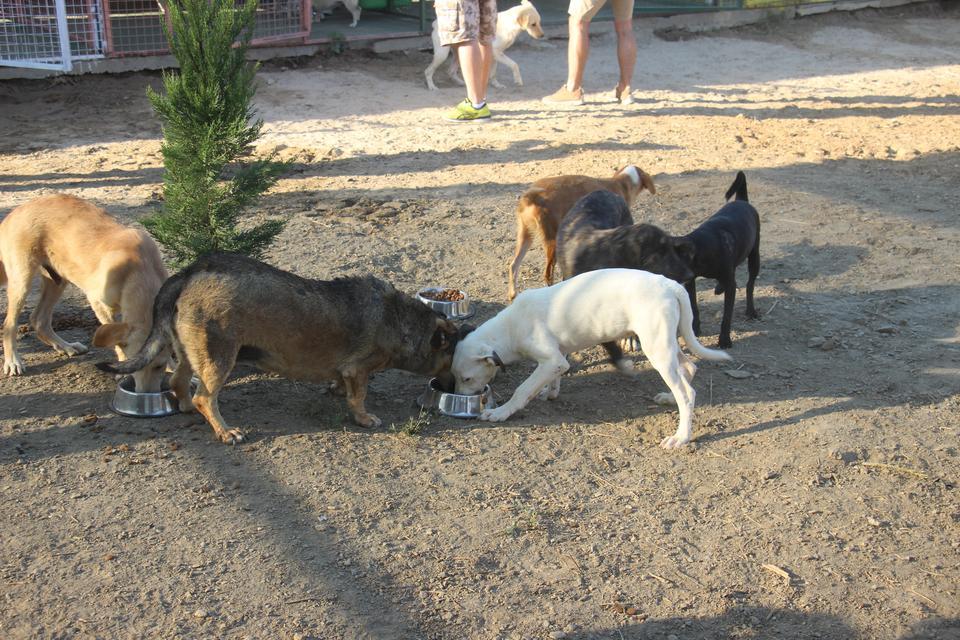 KUŞADASI'NDA SOKAK KÖPEKLERİ İÇİN ÖZEL BARINAK